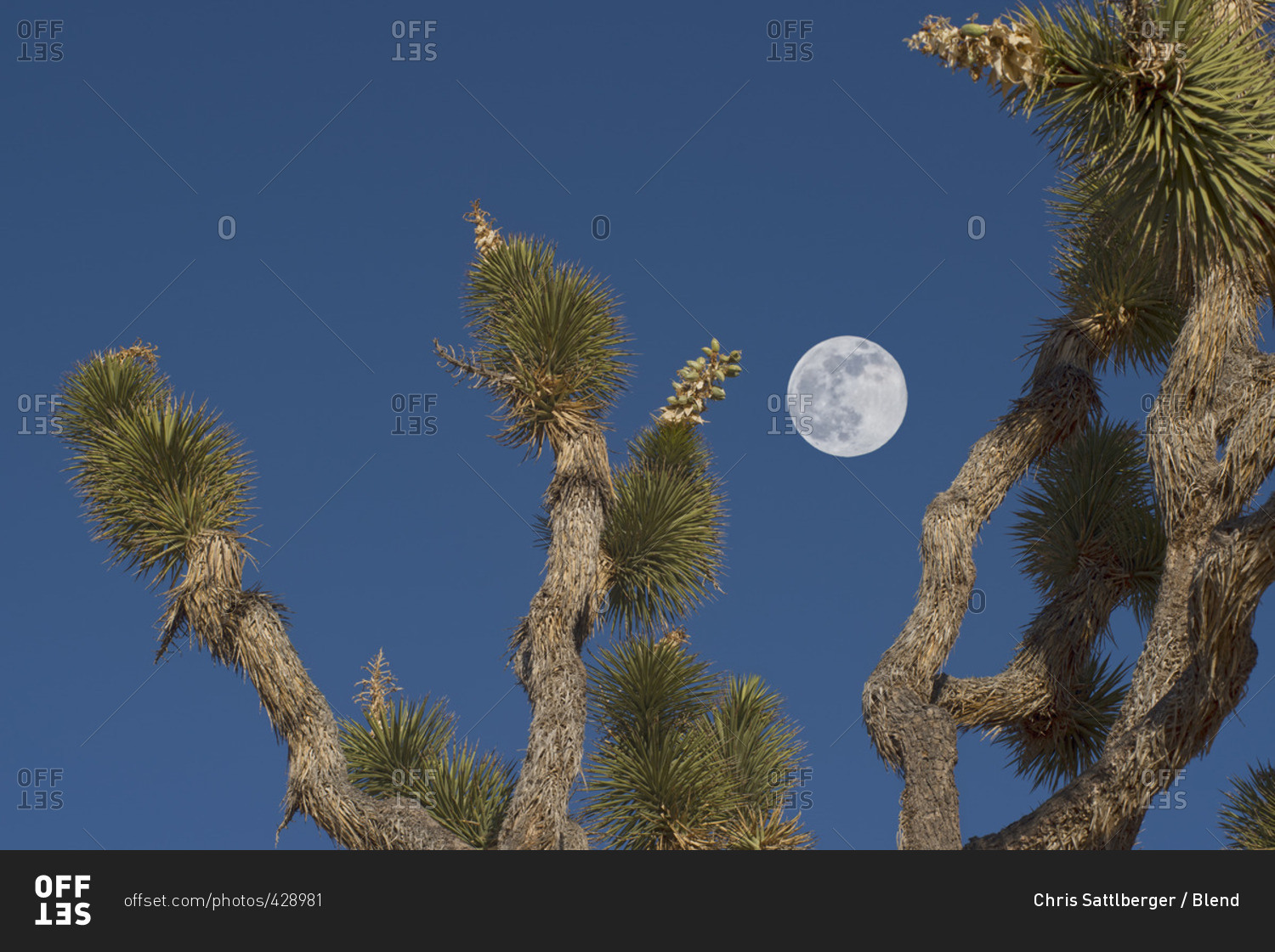 Full moon in blue sky above Joshua tree, Mojave Desert, California, United States,