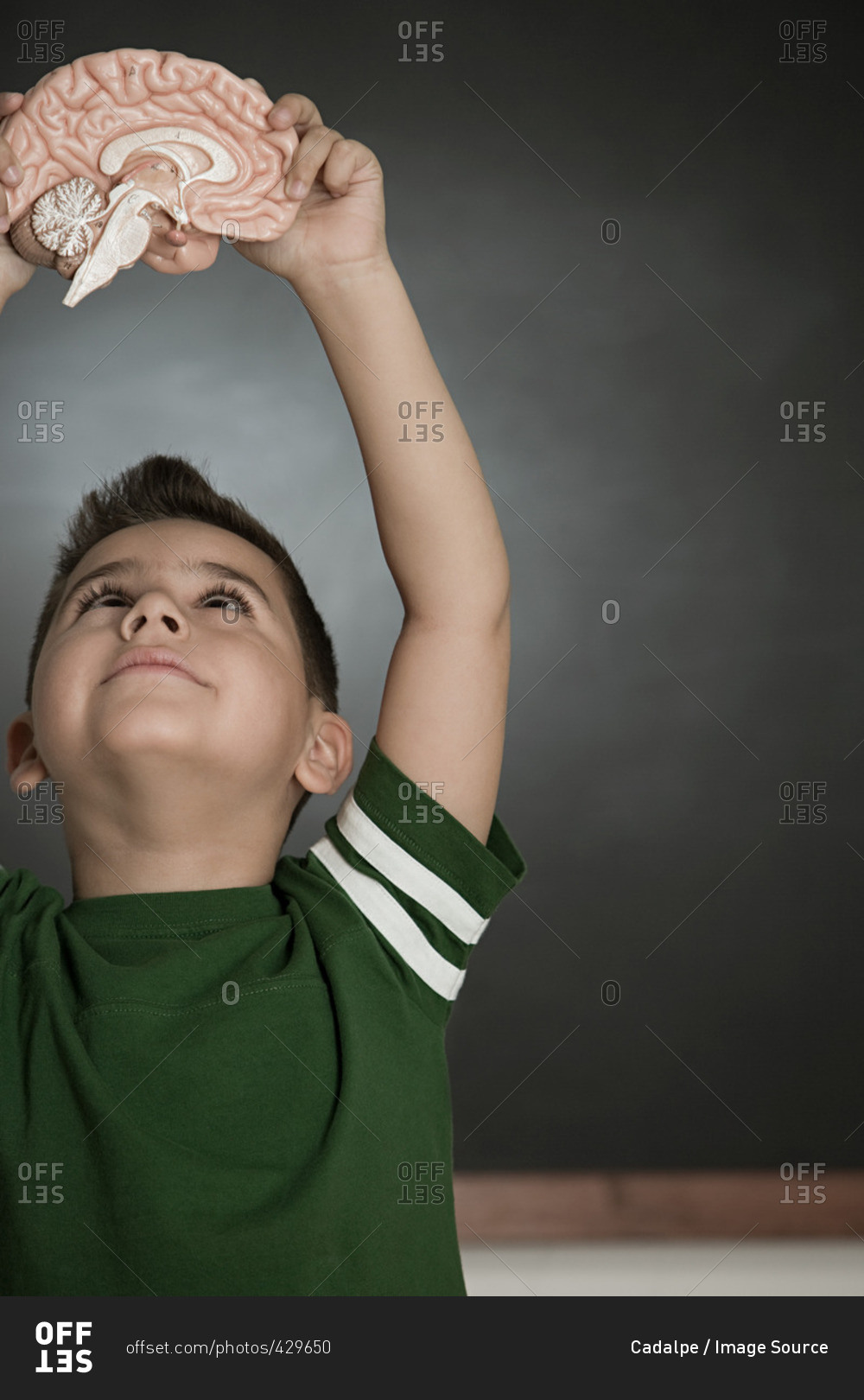 Boy holding a model brain stock photo - OFFSET