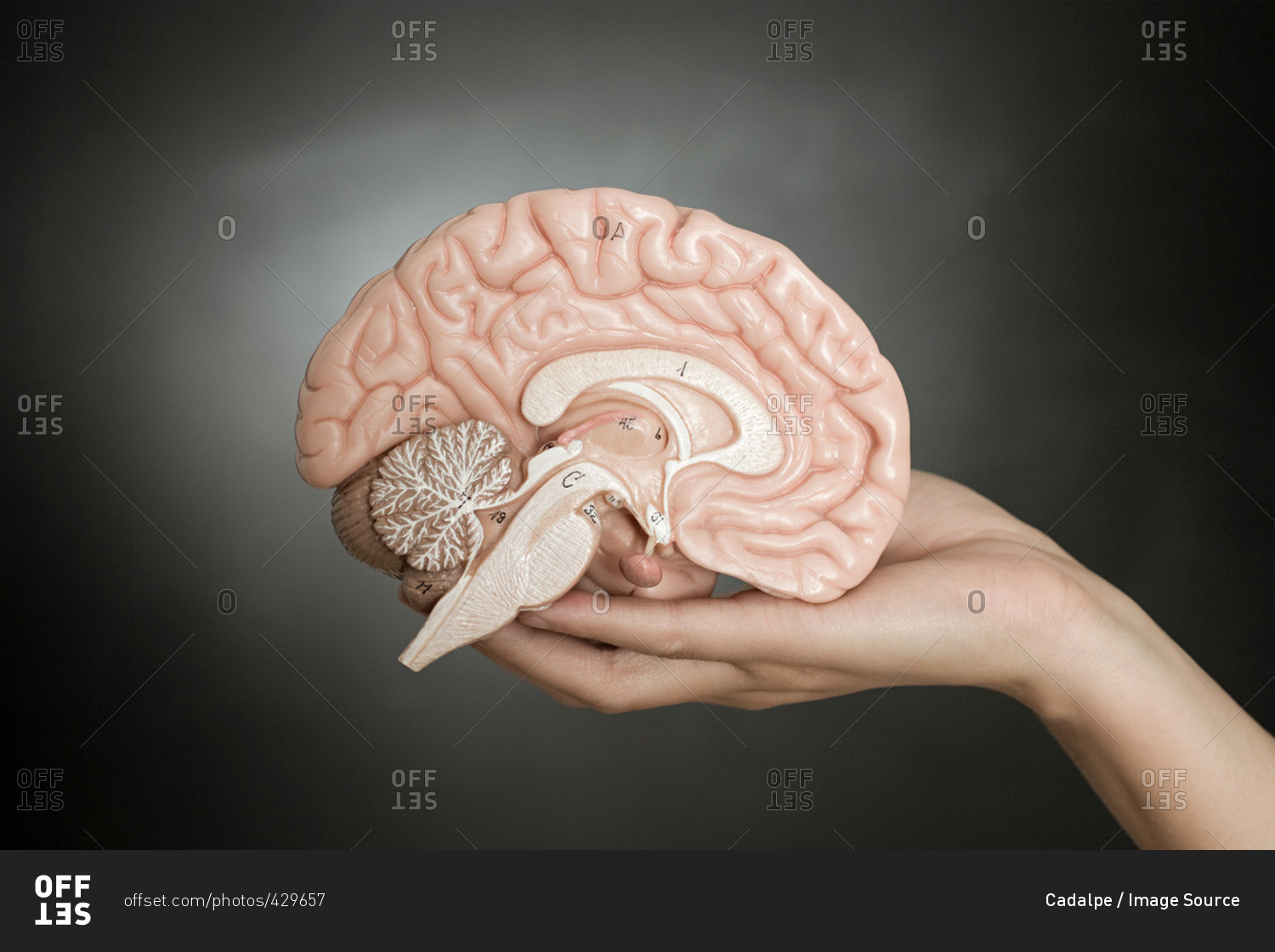 Person holding a model brain