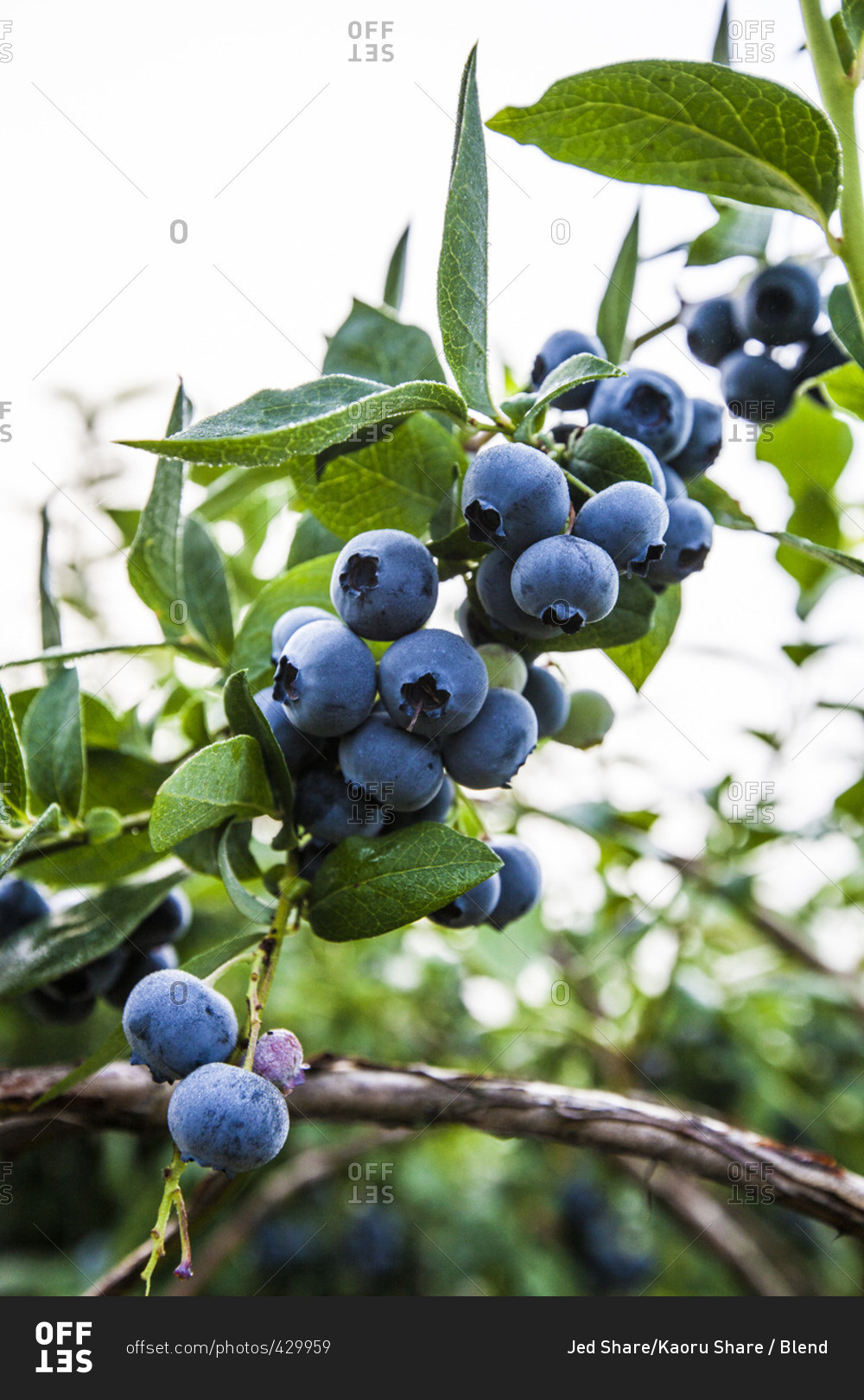 Blueberry bush