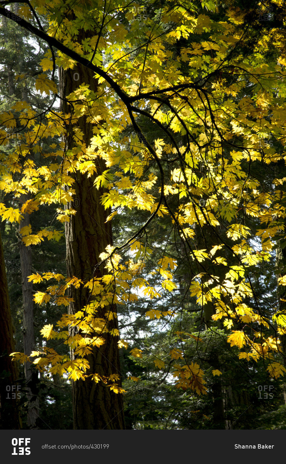 Branch with yellow leaves in Pacific Northwest rainforest