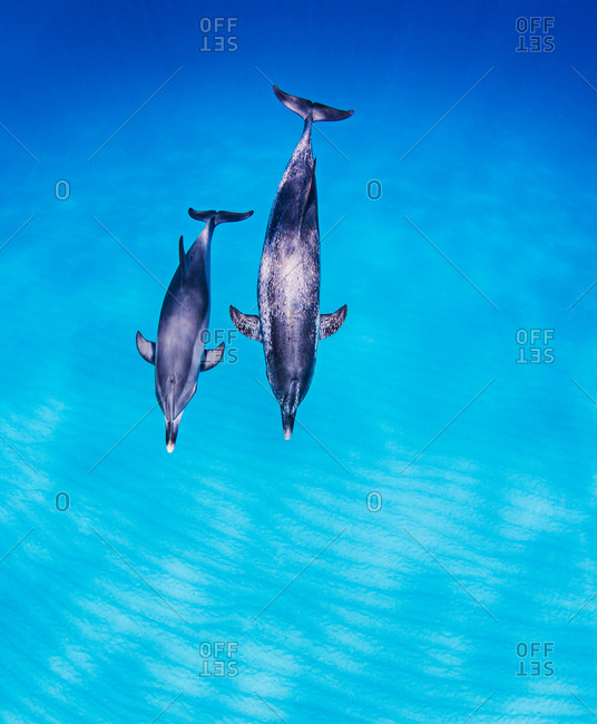 Mother daughter pair of Atlantic Spotted Dolphins