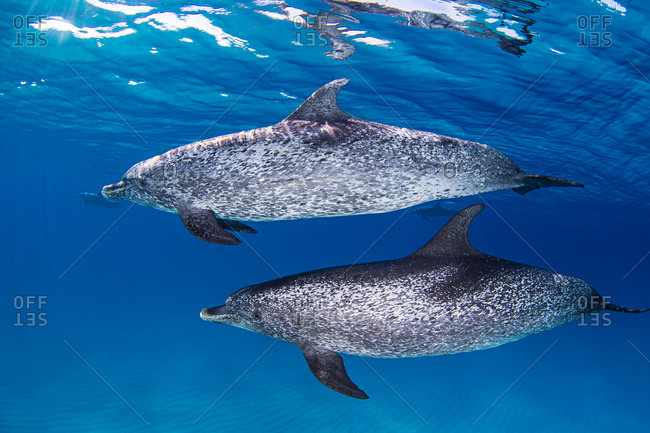 Male Spotted Dolphins swimming near surface of ocean