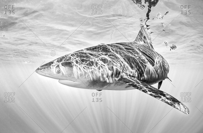 Oceanic Whitetip Shark swimming near surface of ocean