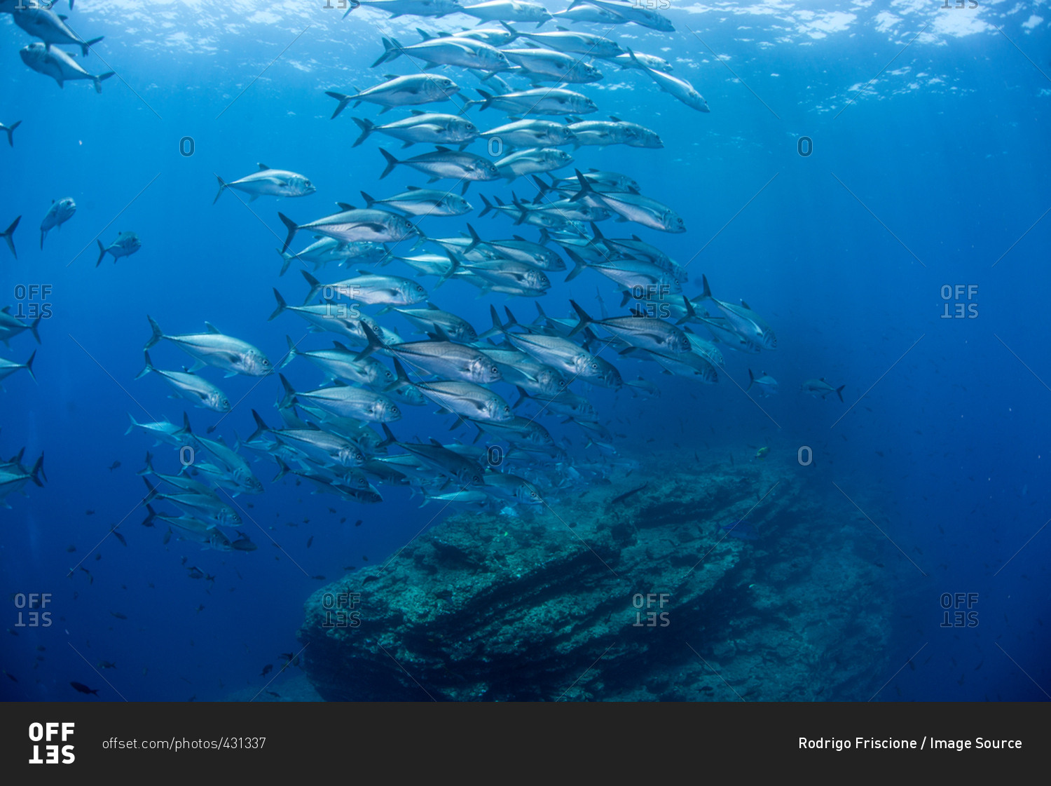Underwater view of shoal of horse-eye jack (caranx latus) swimming above rocky formation, San Benedicto, Revillagigedo, Colima, Mexico