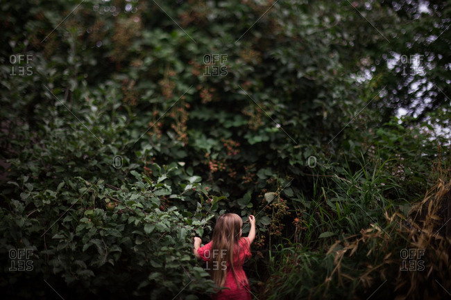Girl picking blackberries