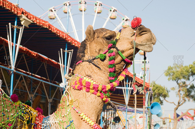 Camel in festival attire - Offset