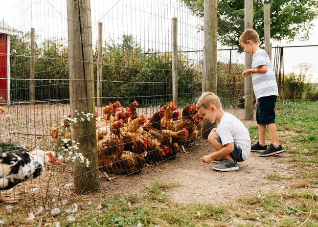 two chickens stock photos - OFFSET