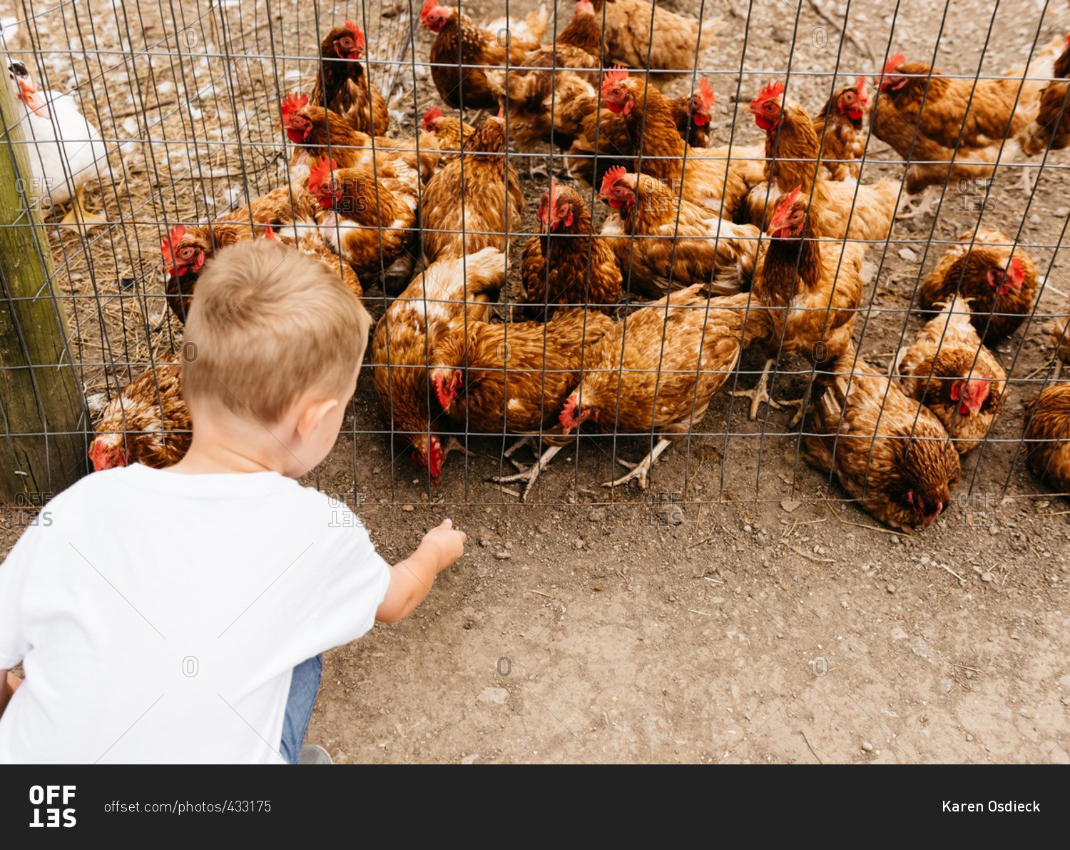 Young boy feeding chickens in pen on farm