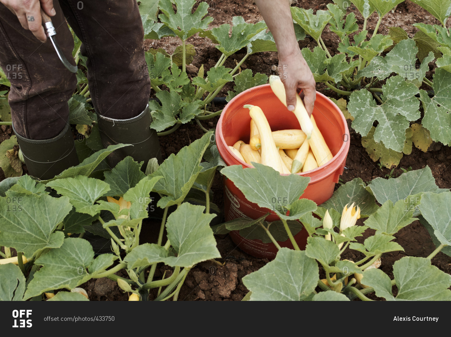 Person collecting yellow summer squash in a bucket