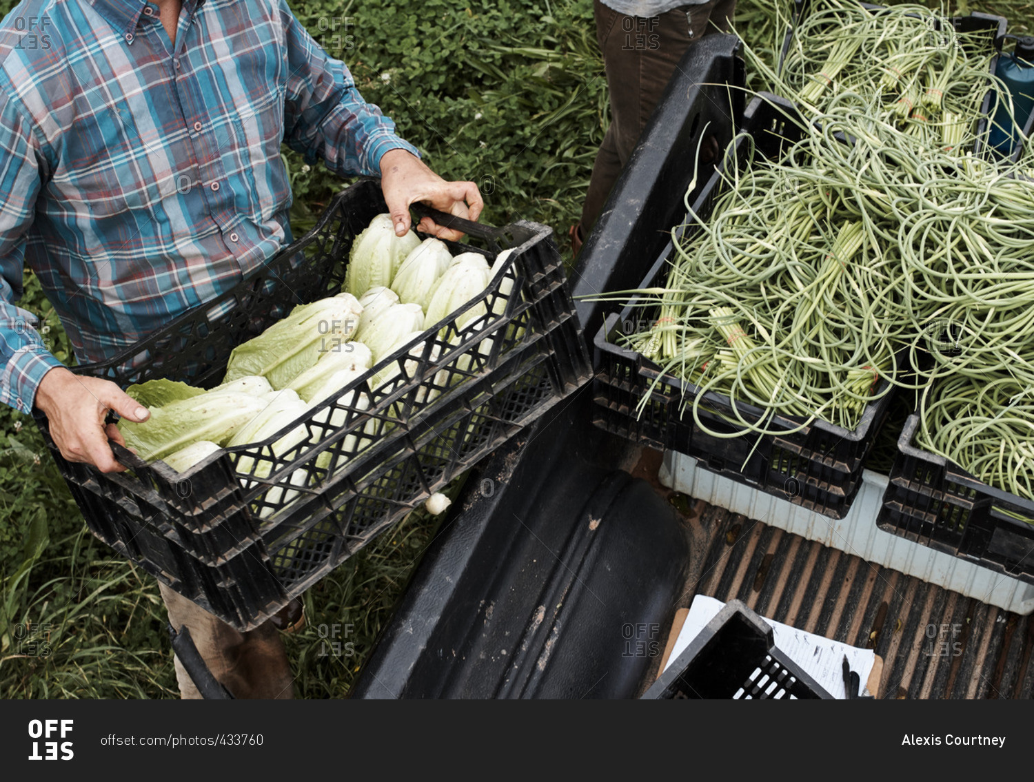 Man loading crate with lettuce into the bed of a truck