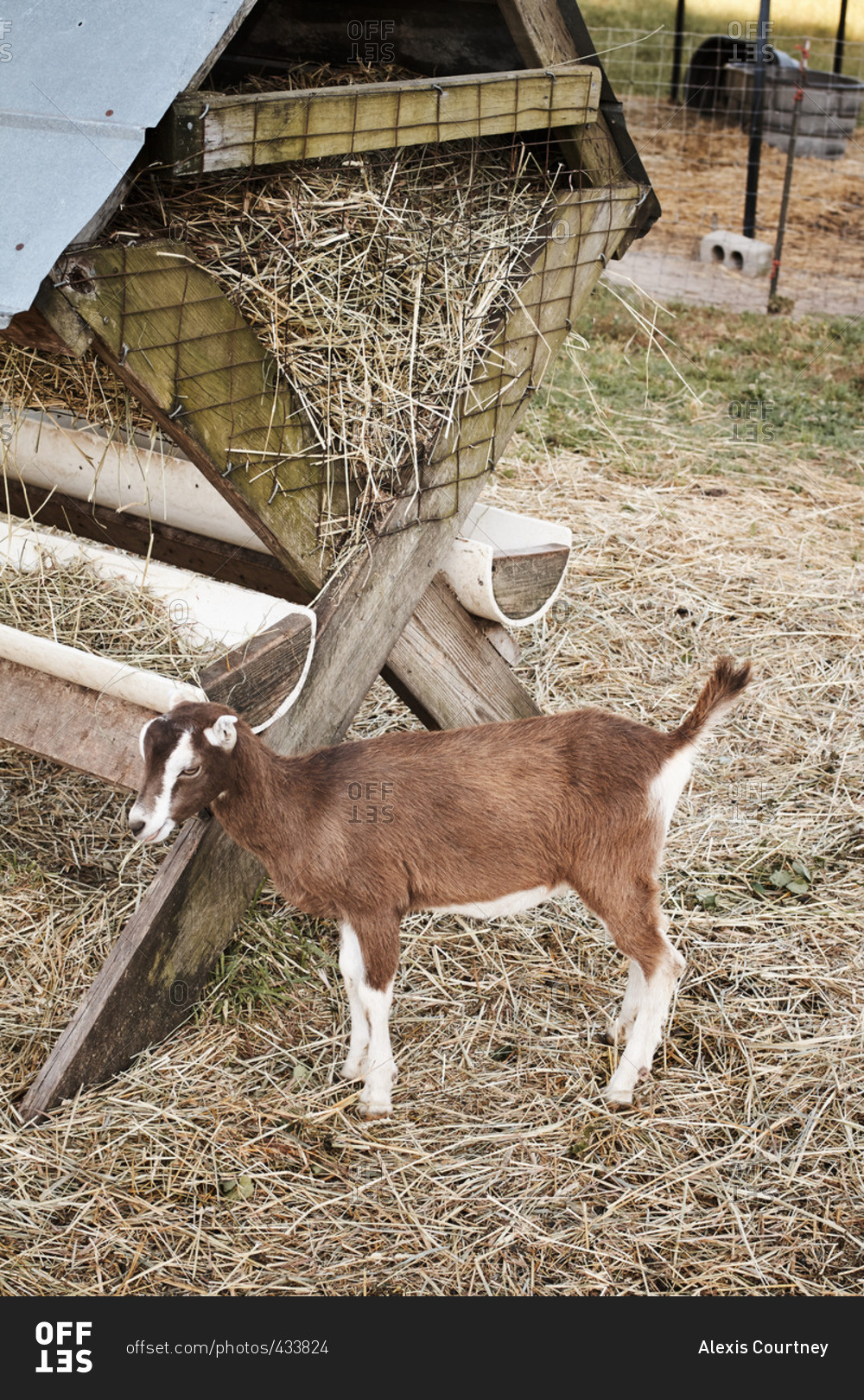 Young brown goat eating straw on a farm stock photo OFFSET