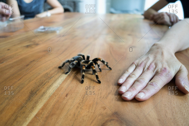 Mexican tarantula crawling on wooden table, in front of a hand