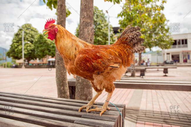 A chicken tied to bench, Colombia