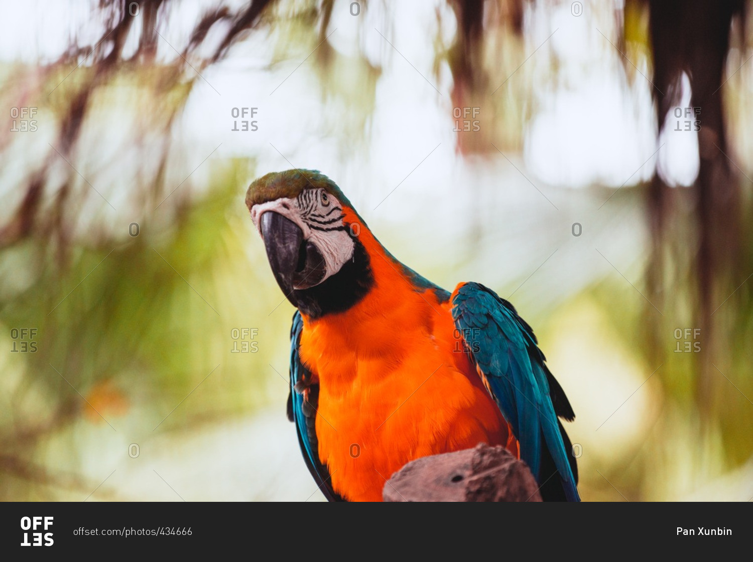 Colorful plumage of a scarlet macaw on branch