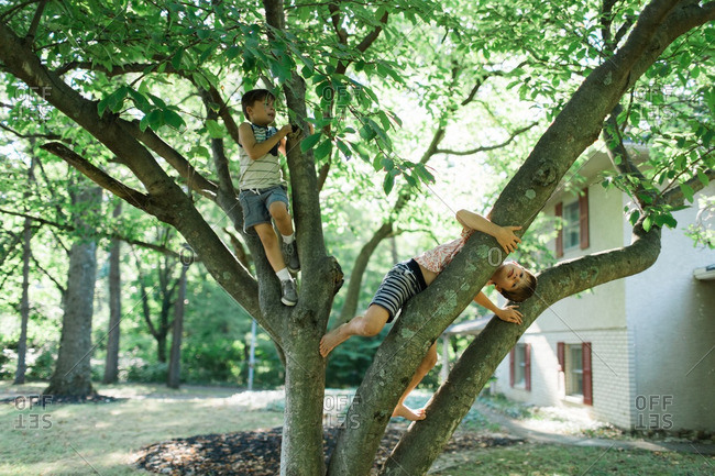 Two brothers climbing in a tree in their front yard