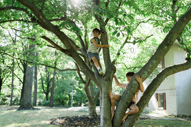 Brothers climbing on a tree in their front yard