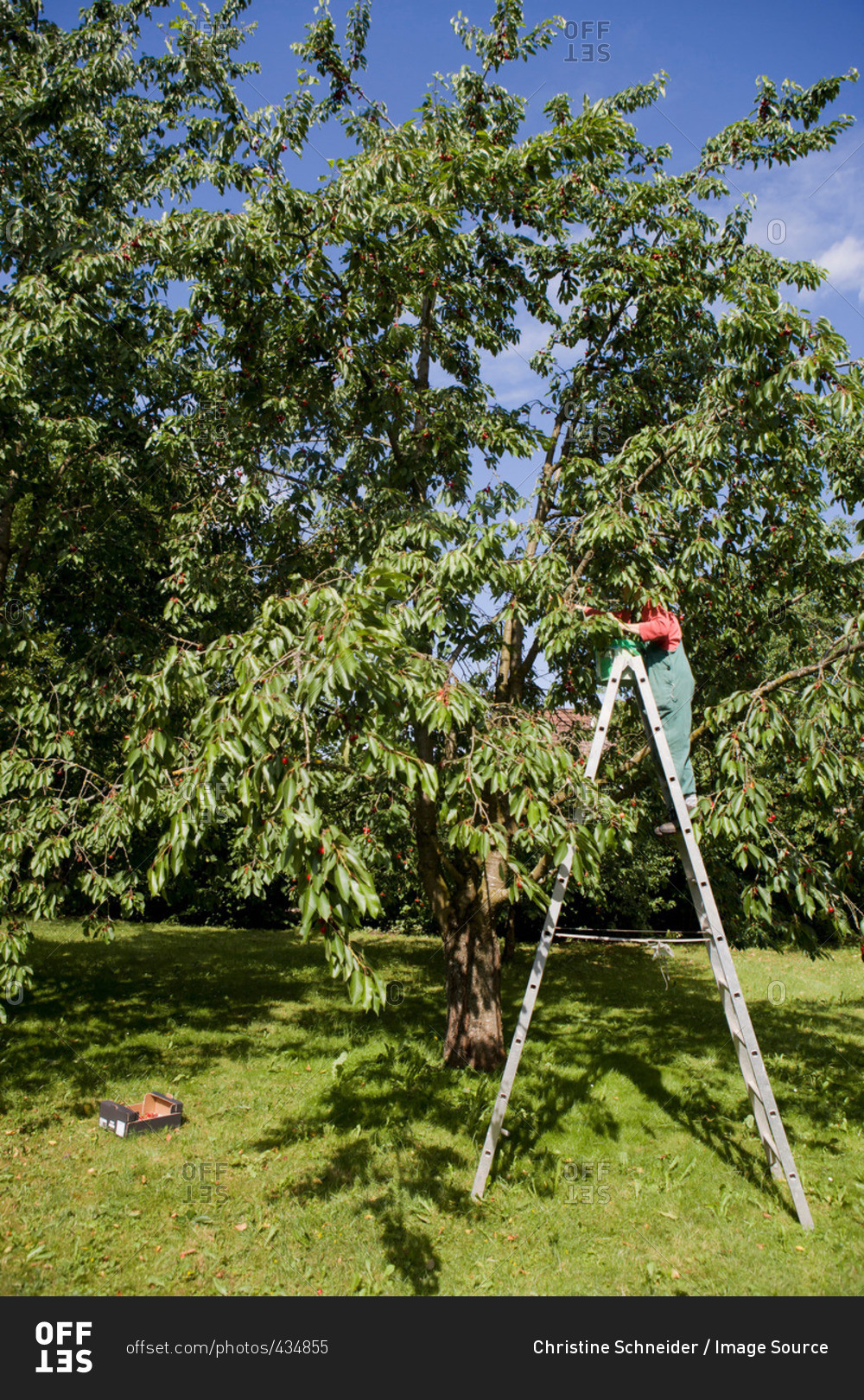Woman pruning trees on ladder