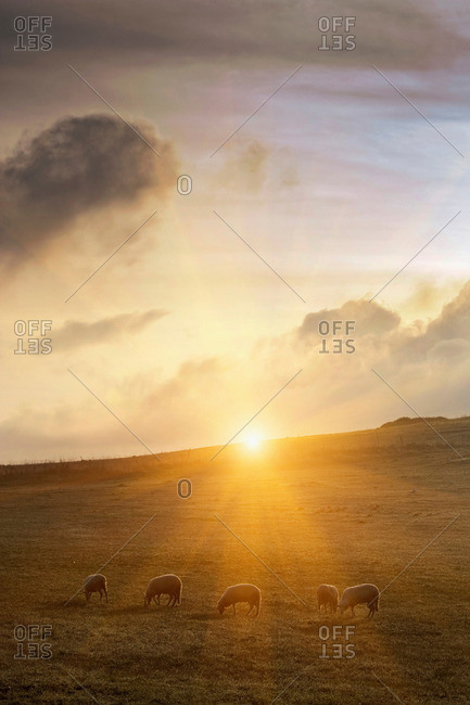 Sheep grazing on grassy hillside