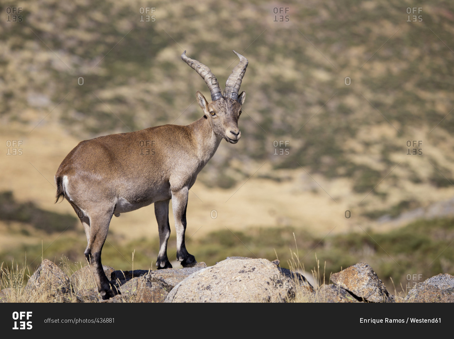 Spain Sierra de Gredos Western Spanish ibex on a rock