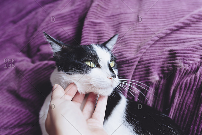 Woman's hand stroking black and white cat