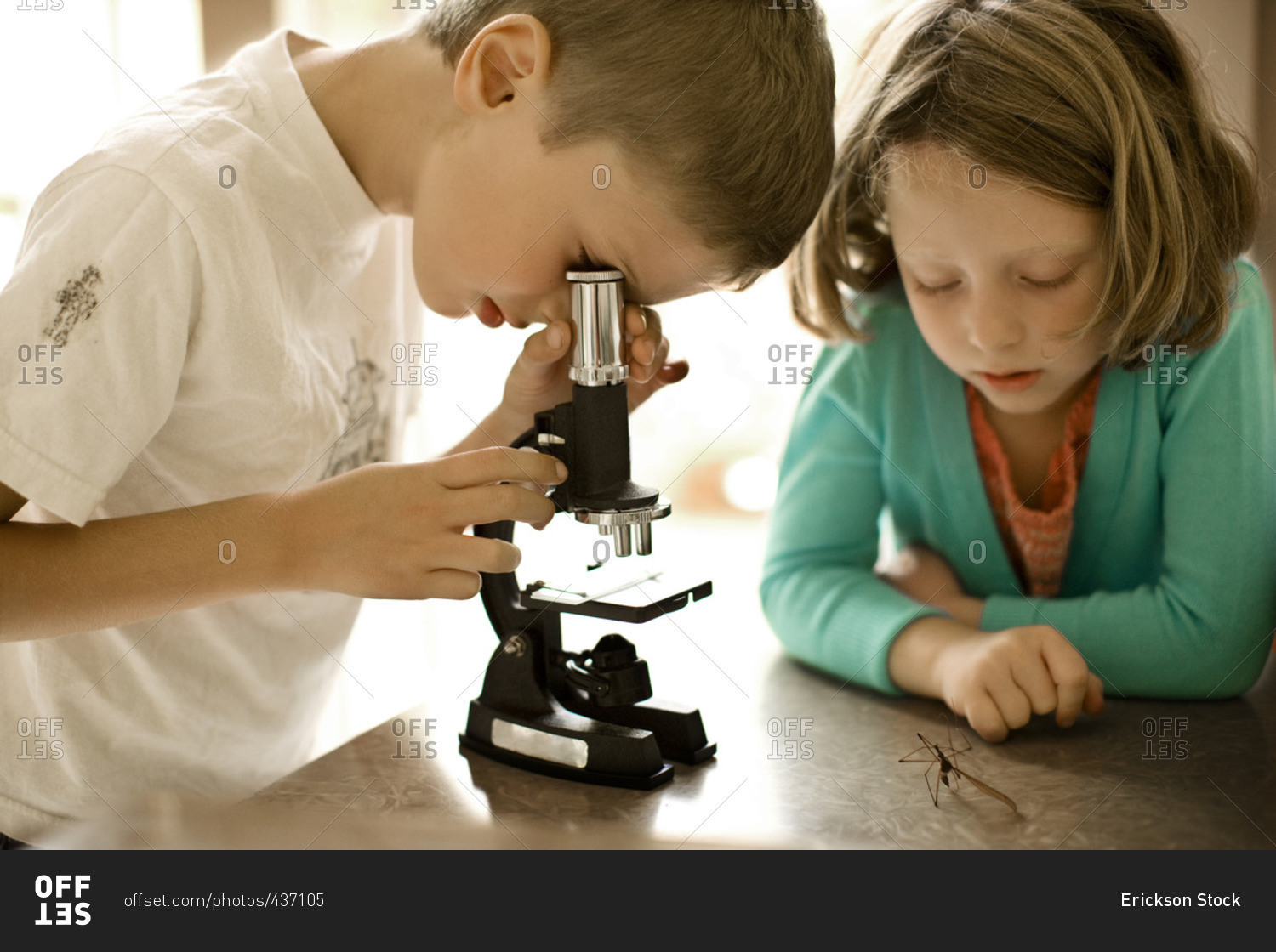 Young boy and girl examining insects with a microscope.