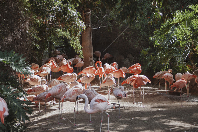 A flock of pink flamingoes
