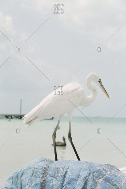 A heron standing on shore