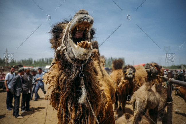 Camel with its mouth wide open at the Sunday Animal Market in Kashgar, China