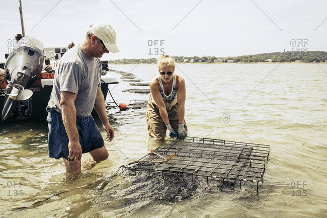 People setting oyster cages