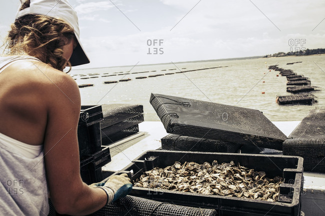 Woman looking at oysters in cages