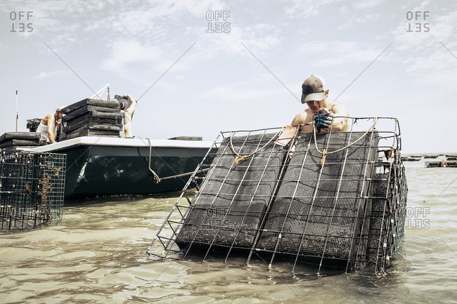 Man placing oyster cages