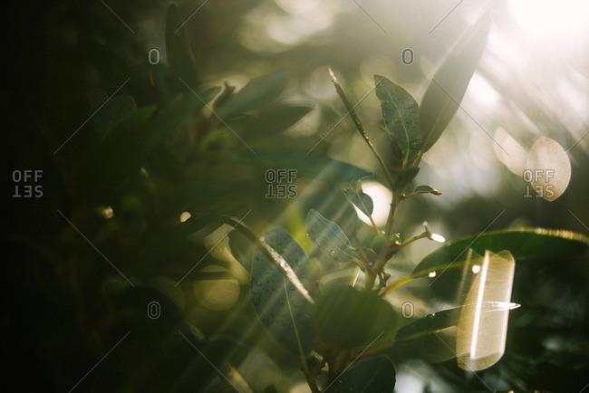 Sun streaming through plant leaves