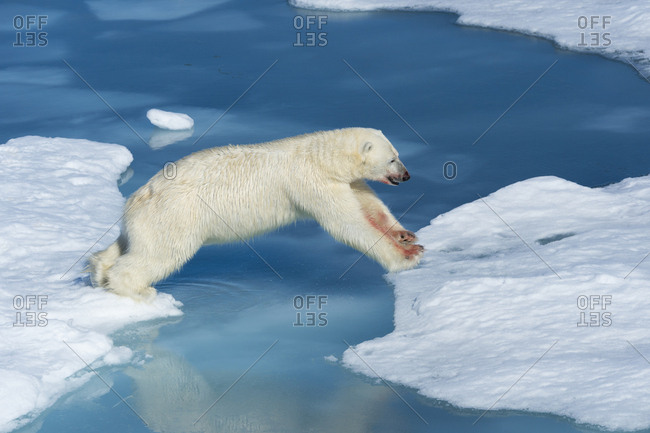Male polar bear (Ursus maritimus) with blood on his nose and leg jumping over ice floes and blue water, Spitsbergen Island, Svalbard Archipelago, Arctic, Norway, Scandinavia, Europe