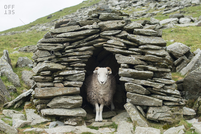 A sheep inside an old shepherd\'s stone shelter on the trail to The Old Man of Coniston, Lake District National Park, Cumbria, England, United Kingdom, Europe