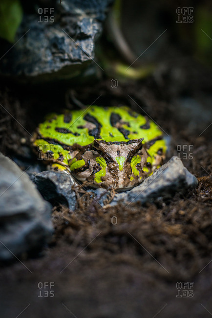 Fantasy horned frog (Ceratophrys cornuta) on a rain forest floor