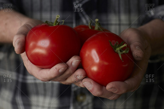 close up photograph of mans hands holding freshly picked, vine ripe red tomatoes, with dirt on his hands, wearing a black and grey flannel shirt