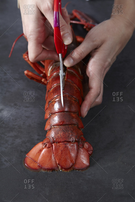 Hand cutting open a lobster