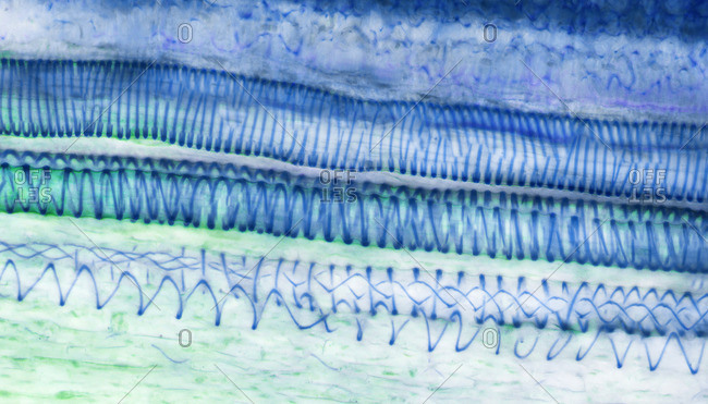 Light micrograph of a section through sunflower tissue showing spiral tracheids, a type of xylem