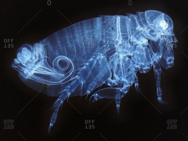Light micrograph of a male human flea