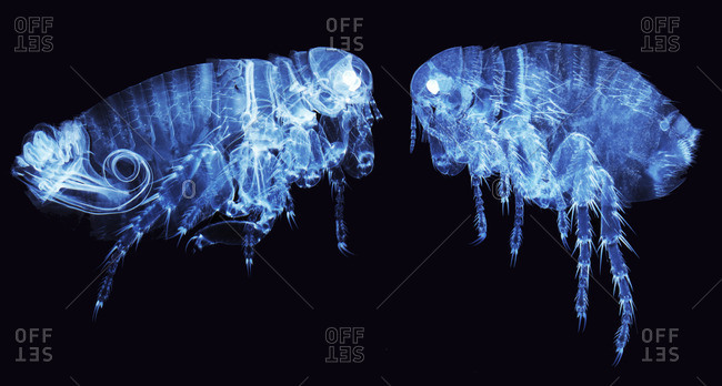Light micrograph of a male (left) and female human flea (Pulex irratans)