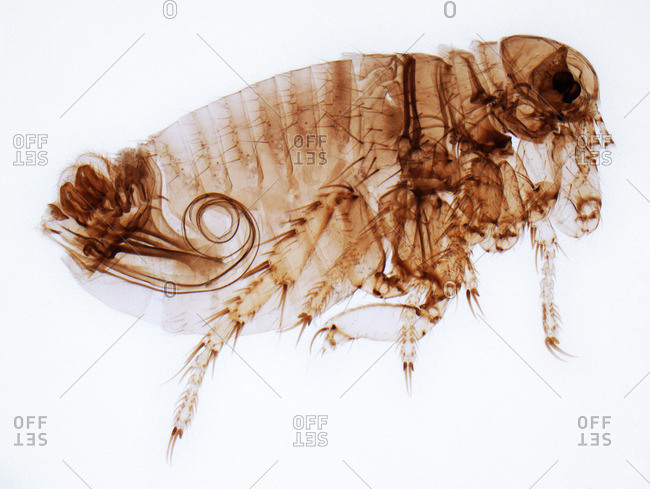 Light micrograph of a male human flea (Pulex irratans