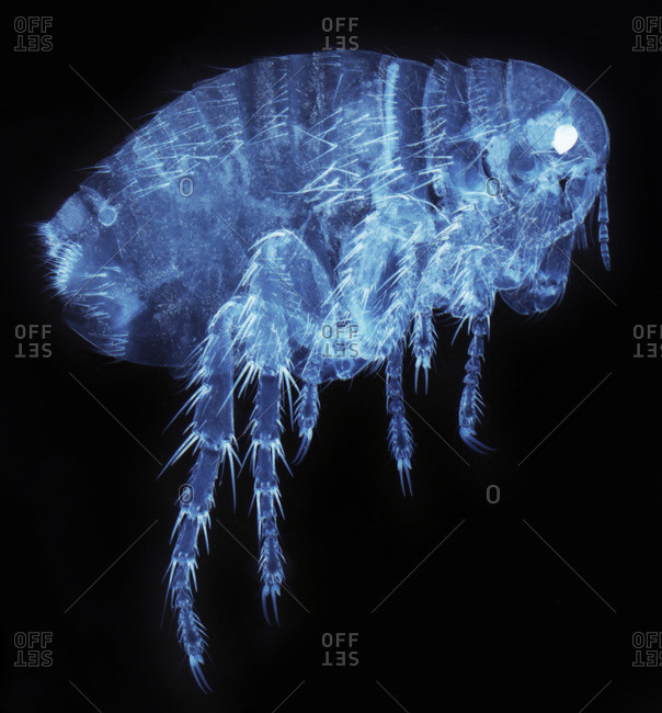 Light micrograph of a female human flea (Pulex irratans)