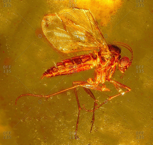 Fungus gnat in amber, macrophotograph