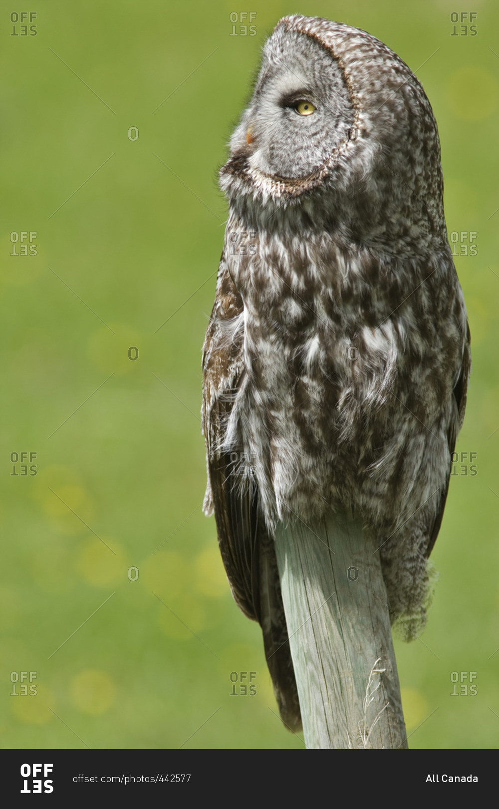 Great Grey Owl (Strix nebulosa), Water Valley, Alberta, Canada.