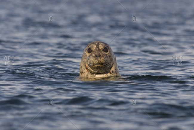 Harbor Seal, Canada.