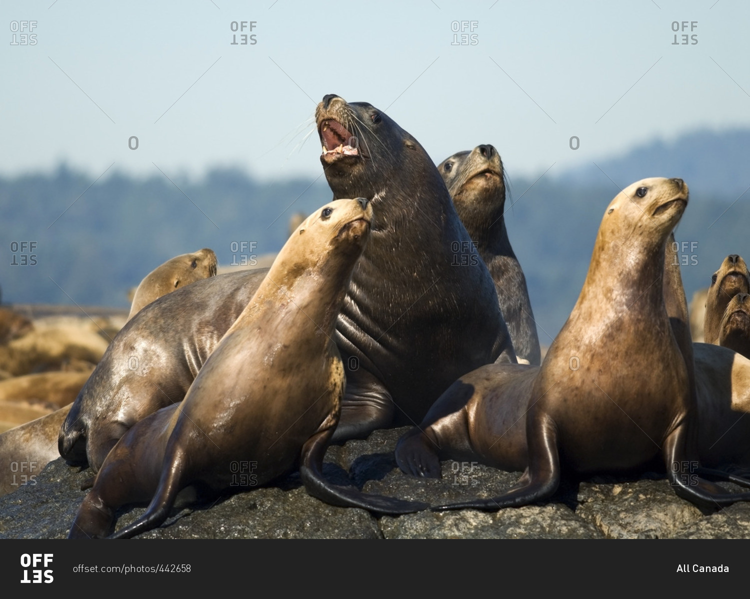 Steller sea lion, Eumetopias jubatu,  Race Rocks, Canada