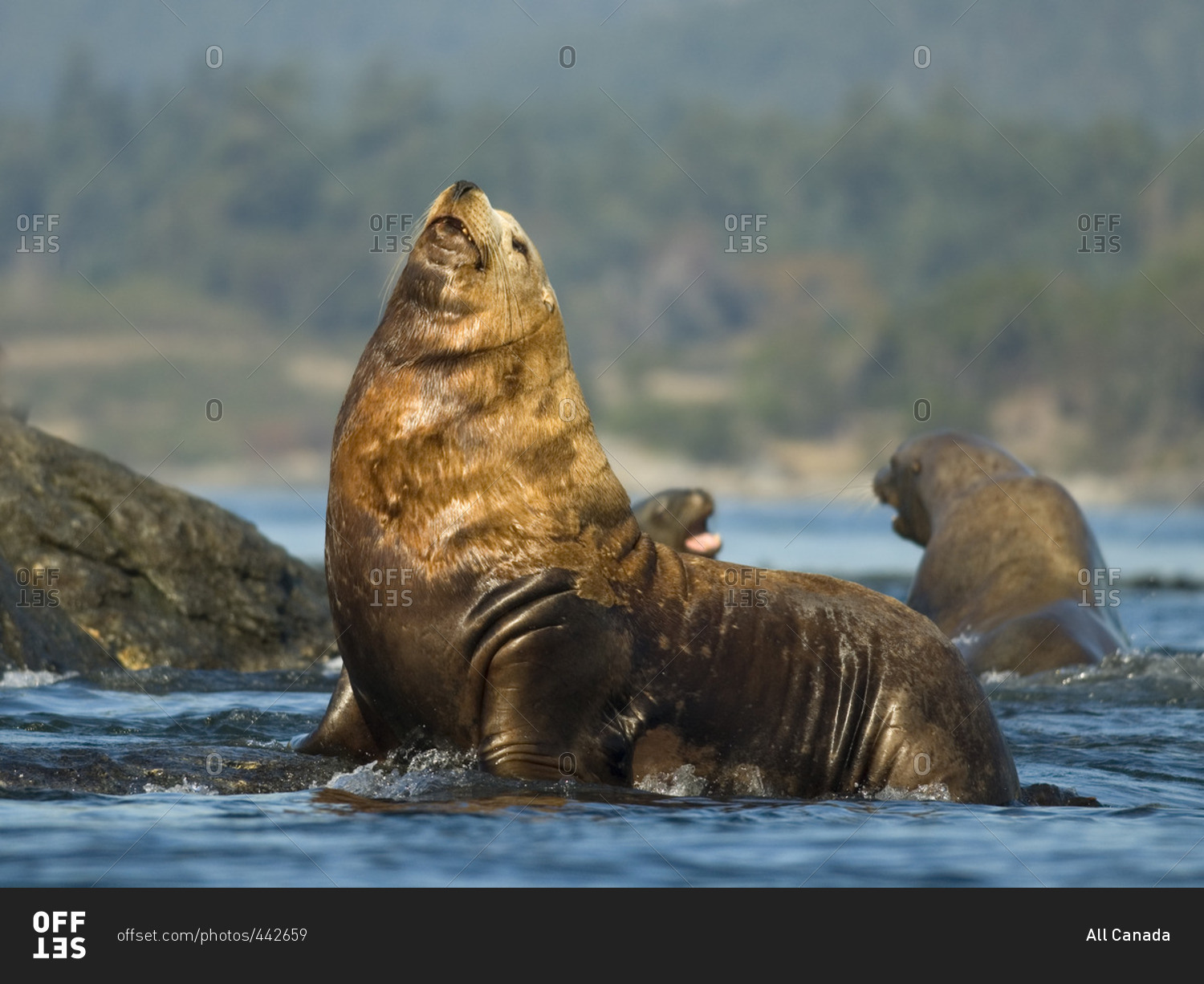 Steller sea lion, Eumetopias jubatu, Race Rocks, Canada