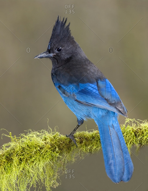 Blue jay bird beautiful bird Cut Out Stock Images & Pictures - Alamy