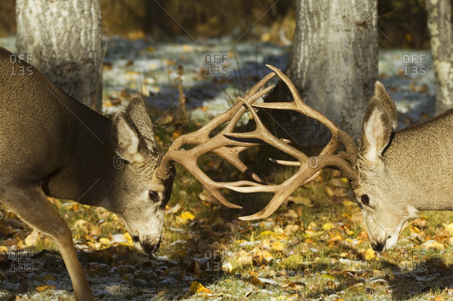 Mule Deer (Odocoileus hemionus) Males engaging in sparring as tests of strength prior to the beginning of the rut, Waterton Lakes National Park, southwest Alberta, Canada.